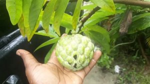 Health Benefits of Custard Apple Fruit| Health Benefits of Sugar Apple Fruit |Cherimoya