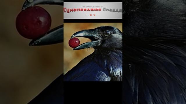 Топ 10 самых умных  животных 8 место#животные#топ 10#умные#познавательно#интересно#ворона