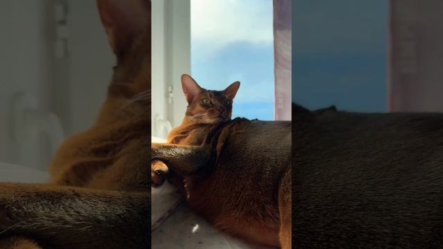 ЦАРСКИЙ КОТ! ❤️ #cat #dreams #умныйкот #catlover #smartcat #кот #умныекоты
