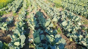 Овощи Растут. Цветная капуста Абени и Моментум, сравнение.