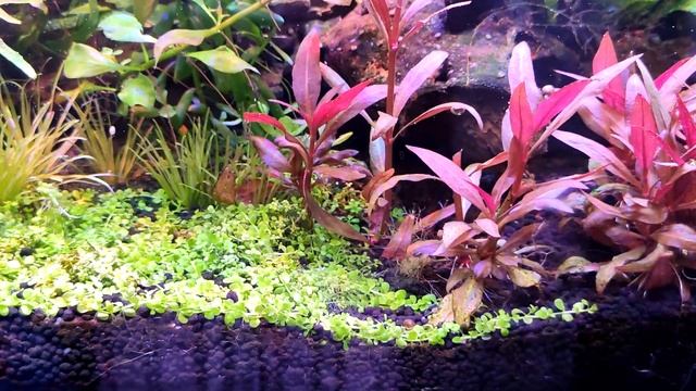 Два месяца после запуска, сойл ISTA, обзор роста растений, плюсы и минусы. смотреть онлайн