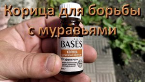 Народное Средство От Муравьев Корица Борьба С Муравьями Отпугнуть Или Уничтожить