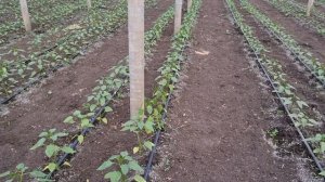 Перец Ред Найт, Ариадни, Каптур в теплице.