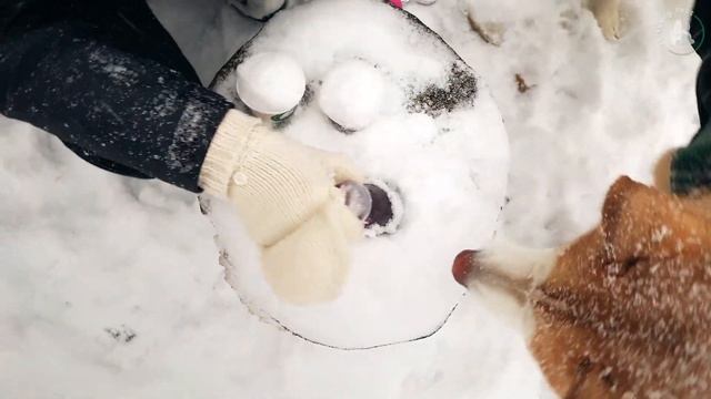 Snow Day Activity: How to Make Doggy SNOW Cone w/ Fresh Snow (+ Husky & Collie) смотреть онлайн