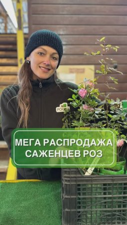 Глобальная распродажа саженцев роз! 😍🌹