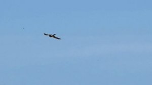 Обыкновенная пустельга в полете.