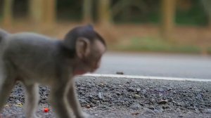 Baby Monkey Bobby Seems Not Love Monkey Patty