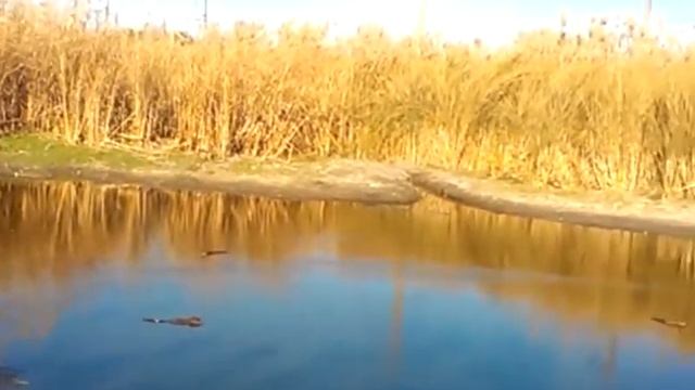 Ондатра (выживание) смотреть онлайн