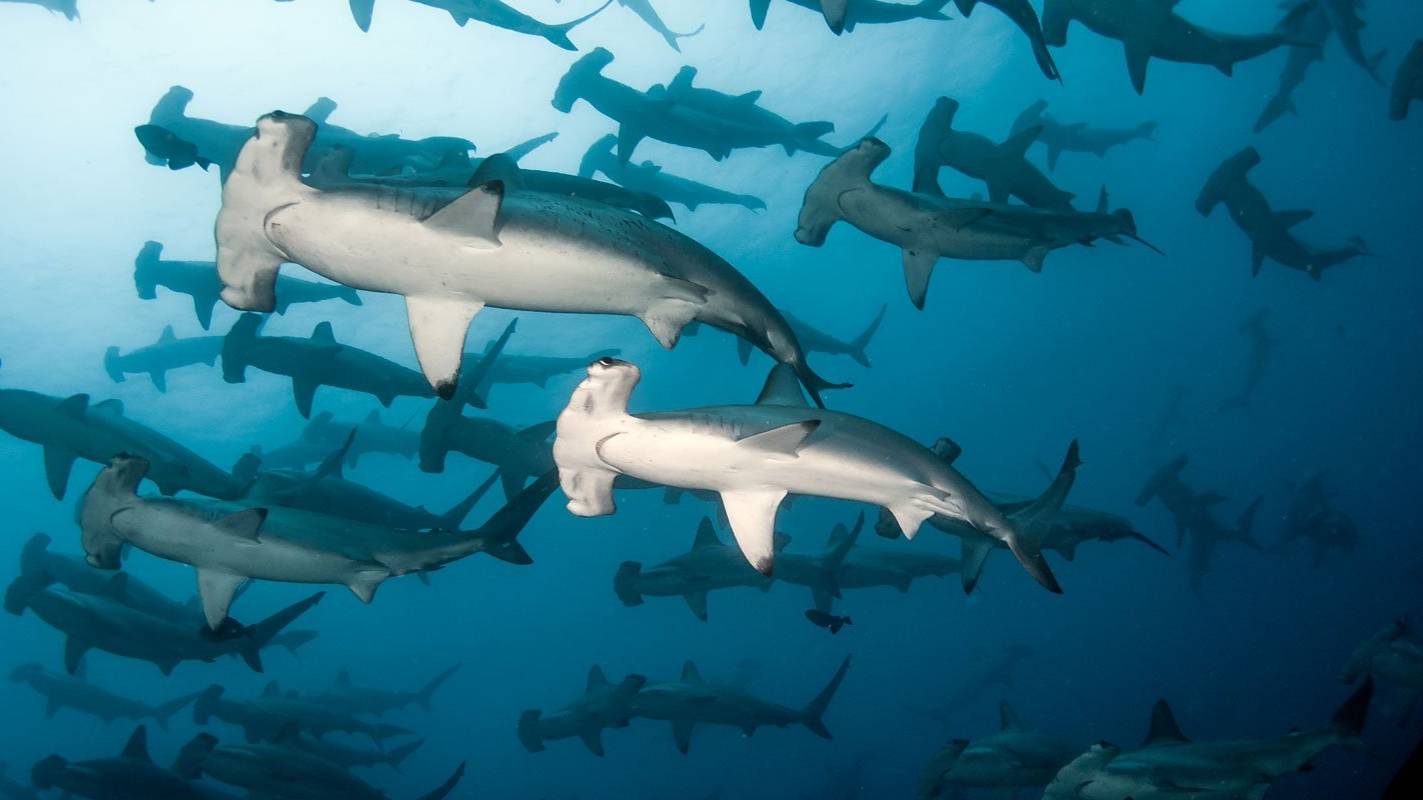 «Подводный мир Дж. Берда» Акулы-молоты. Поиск редкого слепого рака и самого красивого морского коньк смотреть онлайн