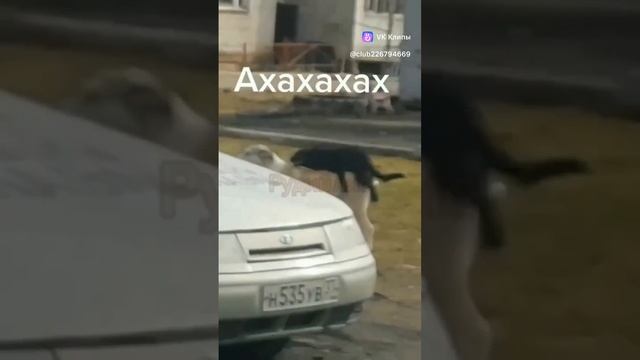 🤣🤣😂😂😂🤣😂😂.mp4