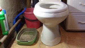 Как приучить кота к унитазу?