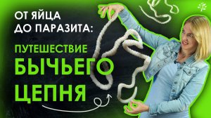 От яйца до паразита： путешествие БЫЧЬЕГО ЦЕПНЯ ｜ TutorOnline