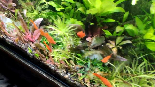 Небольшой аквариумный обзор изменений , середина лета 2024г. смотреть онлайн