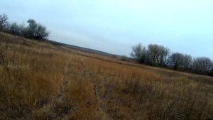 Работа эстонской гончей и русской гончей по косуле. Наглядный пример.