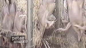 Jenna Jameson Interview