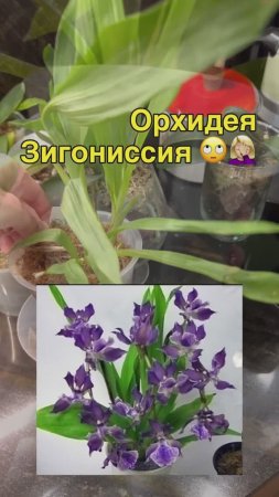 #Зигонисия #данапротасова #орхидиум #орхидея