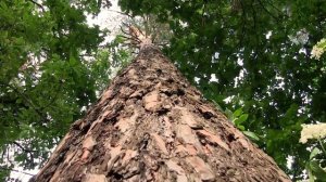 Природа и красота вокруг лесхоза «Юг-Лес»