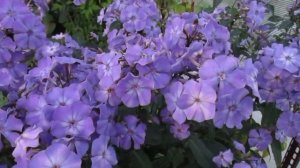 17 09 17г  «Blue Paradise»   мой любимый синий флокс