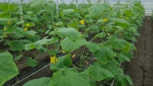 Томат и огурец в одной теплице, конец февраля.