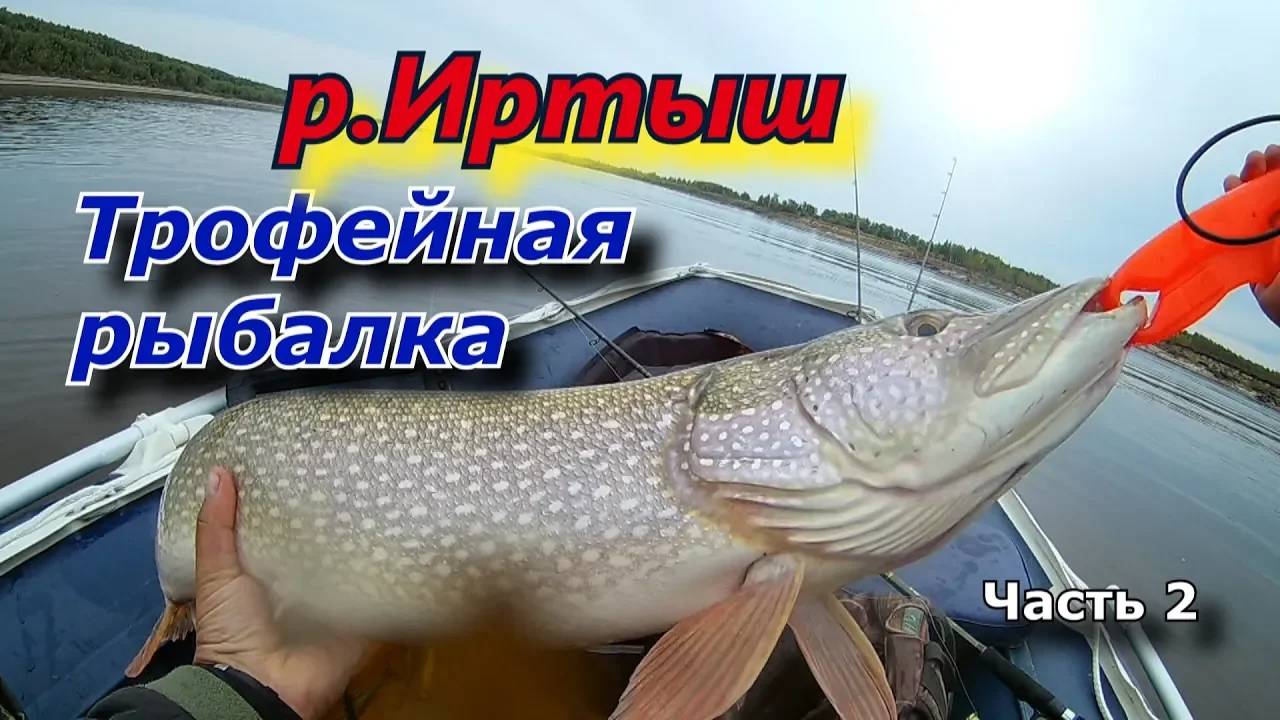 Иртыш. Трофейная рыбалка на щуку. Часть 2