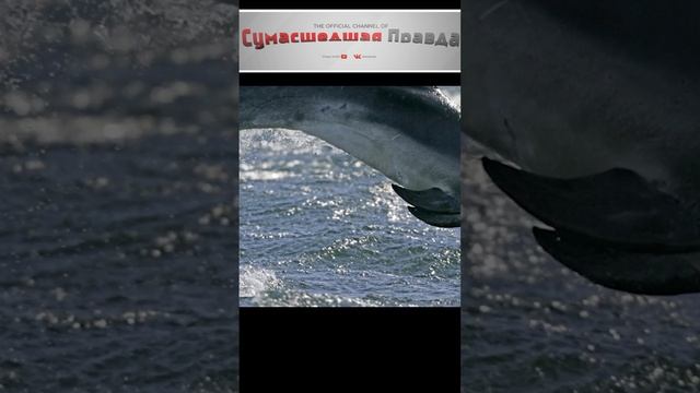 Топ 10 самых умных животных 2 место#животные#умные#познавательно#топ 10#невероятно#интересно знать#