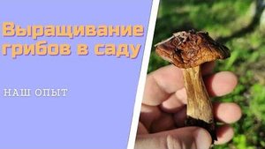 Выращивание грибов в саду Подберезовики на даче