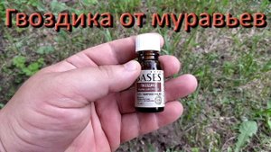 Гвоздика От Муравьев Проверяем народное Средство На Участке