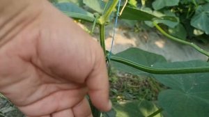 Шикарный корнишон для всех!!!