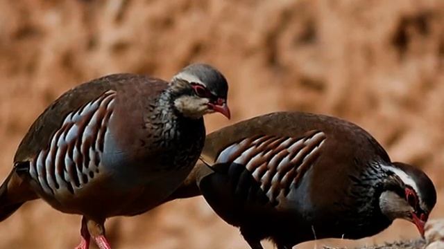Perdiz Roja- Maite Martin "navega sola" ( Flamenco ) Nature and Music смотреть онлайн