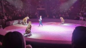 тигры на земле и в воздухе. Ярослав Запашный
цирк