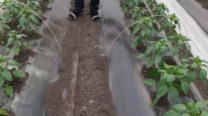 Перец Рэд Найт, месяц после высадки рассады.