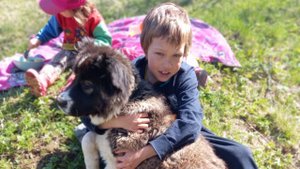 АЛАБАЙ ДРУГ ЧЕЛОВЕКА / ИГРЫ С КОТОМ