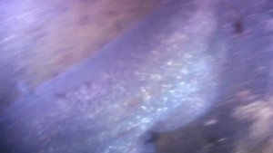 СОМ ПОД ВОДОЙ О чём молчат рыбы34