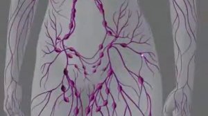 Лимфатическая система и лимфатические узлы