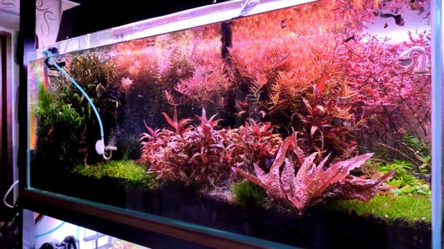 аквариум 160л, сойл Иста на водопроводе, год использования. смотреть онлайн