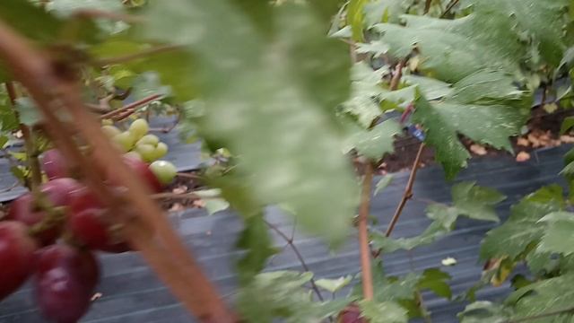 Виноград Атаман Платов (Донское казначейство) виноградник Король В. Н. г.Краснодар (прививка 2024г) смотреть онлайн