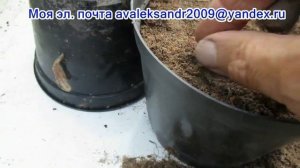 11 07 22г  По вашим просьбам  Летний посев гибридных семян морозника восточного.