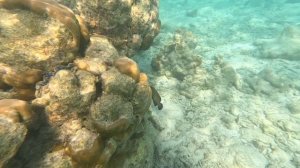 Возрождение рифа около отеля Alimatha Nakai Resort Maldives.