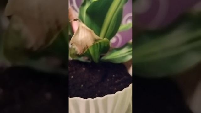 Пересадка драцены после покупки 🌴и обзор моих драцен❤🧡❤