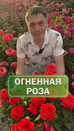 Огненная роза | красная роза | стойкая роза 
#питомникрастений #саженцы