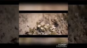 Андрей Леницкий "Дышу тобой"