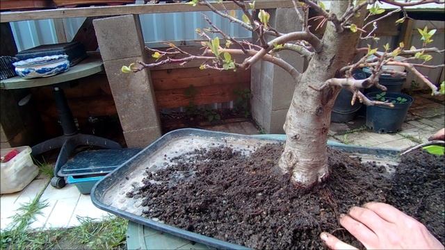 Бонсай весенняя обрезка корней яблони 2024 год  42 часть