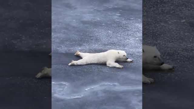 Как белые медведи передвигаются по тонкому льду.