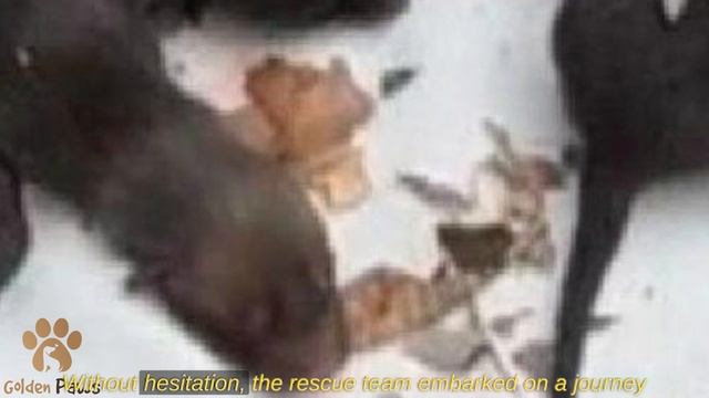 Rescuers Pulled Puppies Out of a Well, but It Turned Out They Weren't Dogs! смотреть онлайн