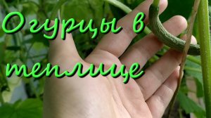 Выращивание Огурцов В Теплице Урожай В Конце Июля