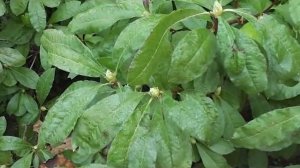 Как заложили цветочные почки рододендроны в 2012г