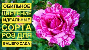Обильное Цветение: Идеальные Сорта РОЗ Для Вашего Сада
