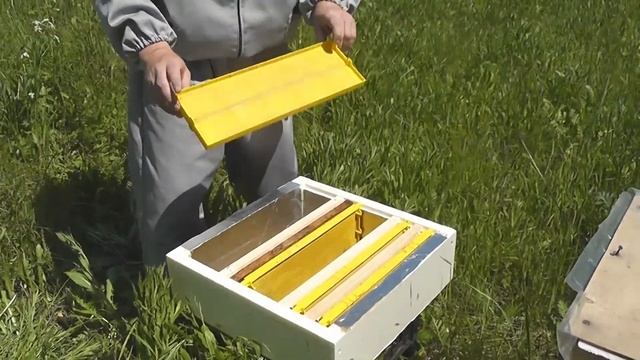 Пчеловодство: как предотвратить роение пчел