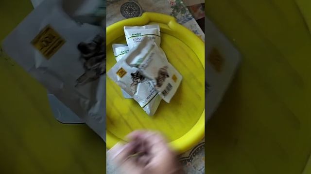 КОРМ ДЛЯ КОШЕК КАЖДЫЙ ДЕНЬ С КУРИЦЕЙ В СОУСЕ #shorts
