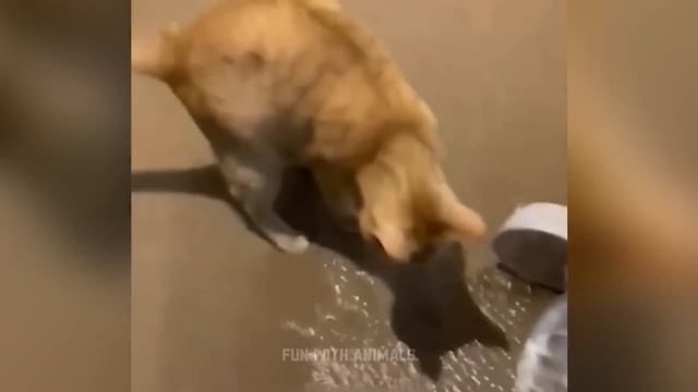 Самые смешные животные 😂 Приколы с котами и собаками 2023 😺🐶 Часть 17 смотреть онлайн